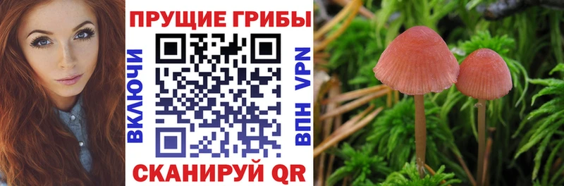 МЕГА как зайти  Кирово-Чепецк  Галлюциногенные грибы GOLDEN TEACHER 