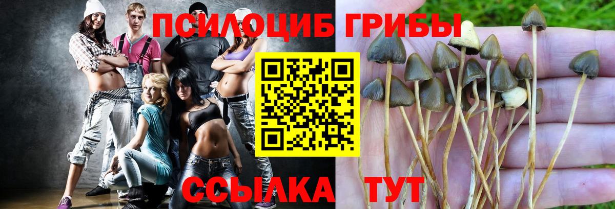 Кирово-Чепецк  Псилоцибиновые грибы Cubensis  что такое   Вход с VPN 